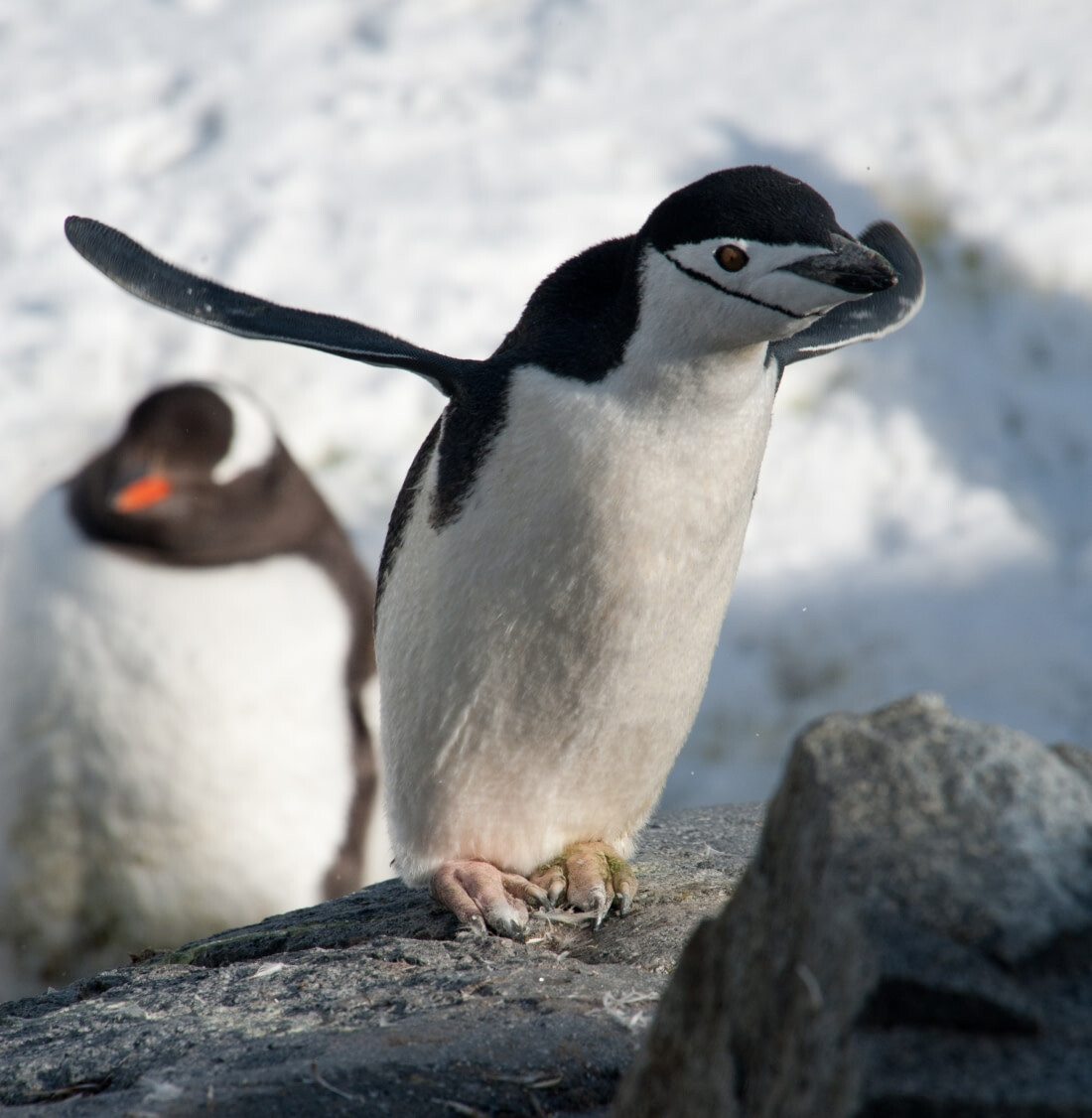 Chinstrap penguin on the Antarctic Peninsula