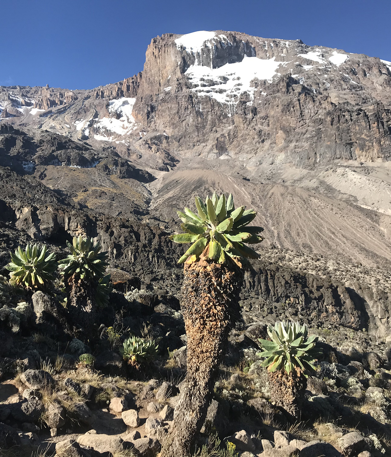 Climbing up through the ever changing vegetation zones towards the summit of Kilimanjaro
