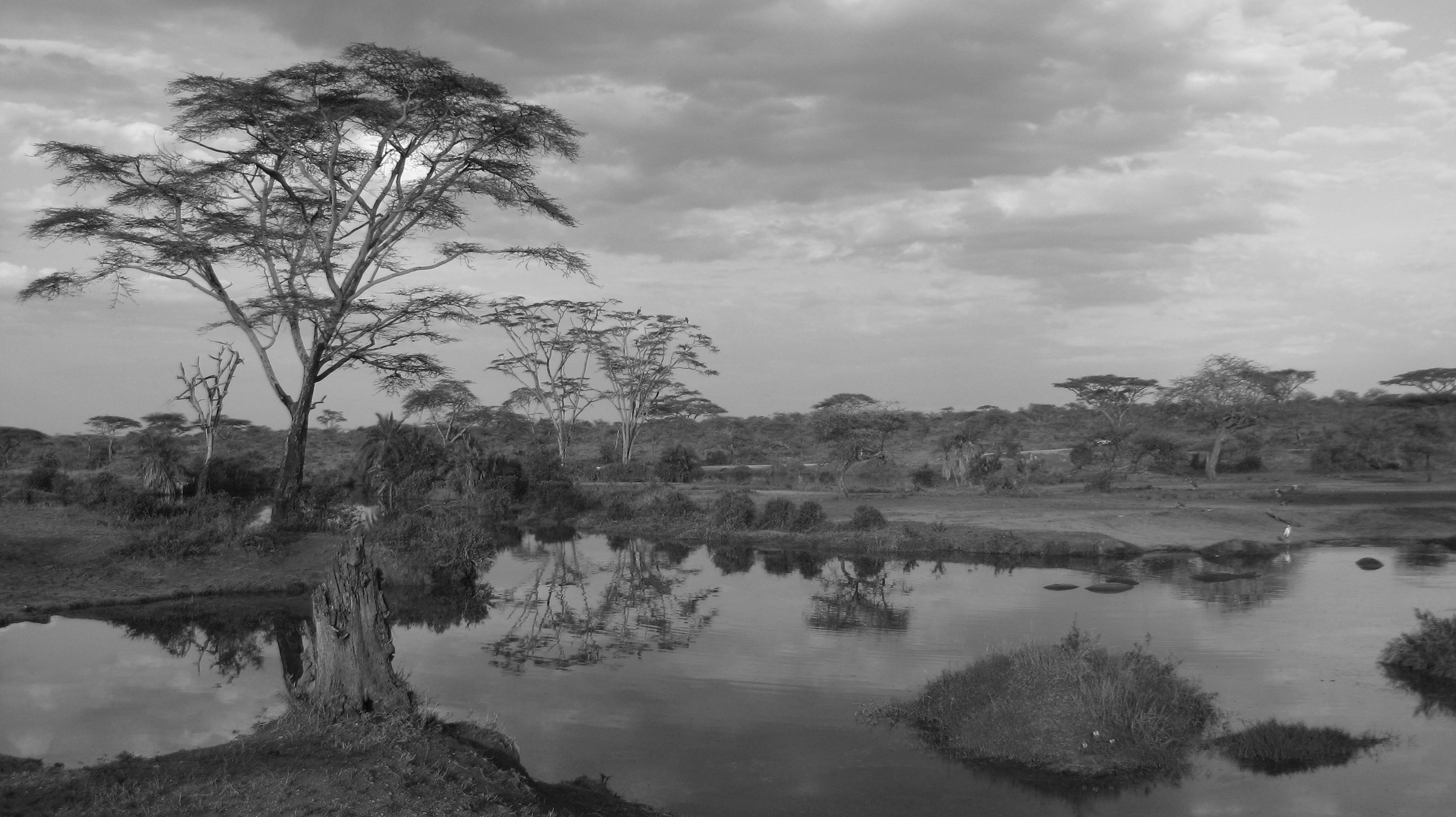 A classic Serengeti plains view, with a pond reflecting trees and the wide open space beyond.