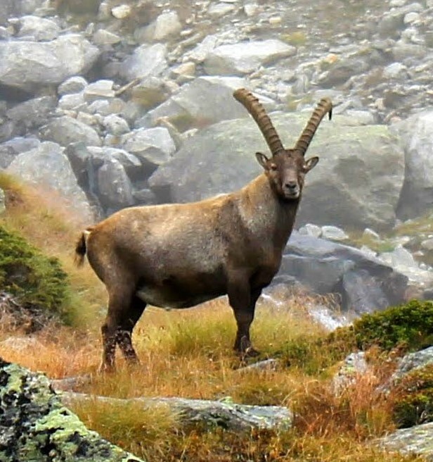 Ibex seen on the Tour du Mont Blanc